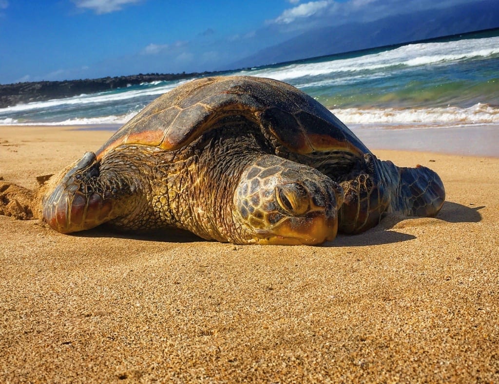 Sea Turtle on Maui