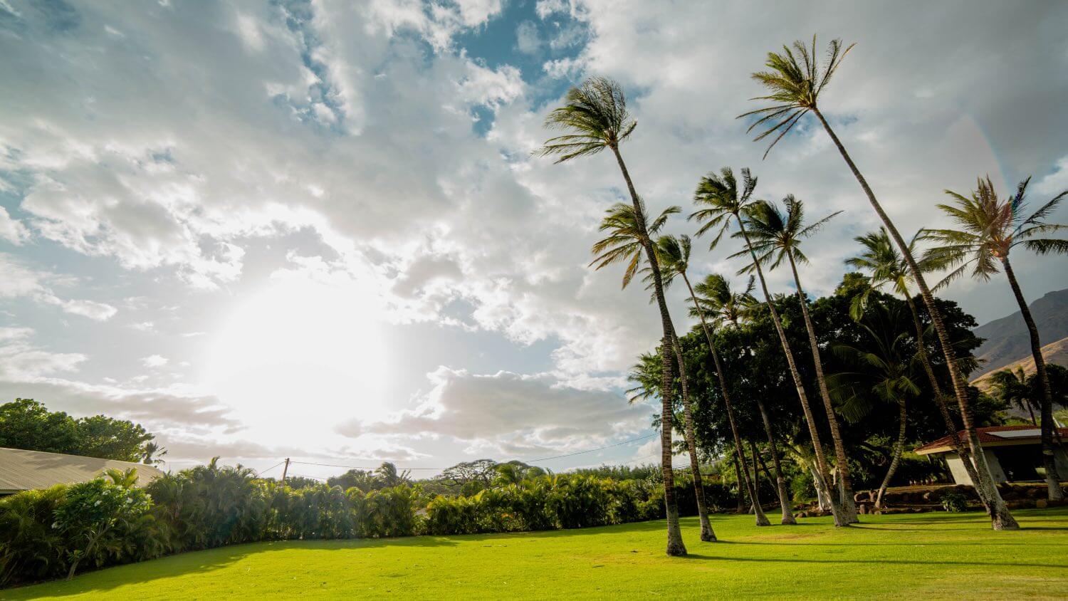 Palm Trees and green grass on the grounds of Camp Olowalu