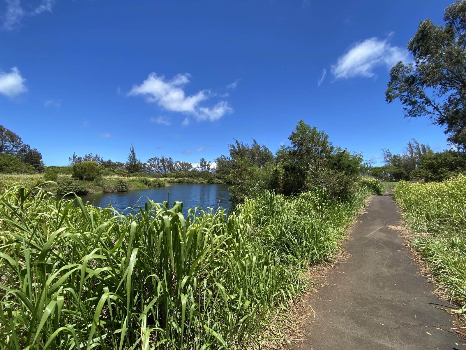 Duck Pond Trail a West Maui Trail