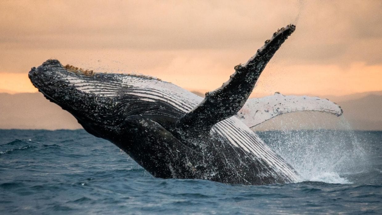 Pacific Humpback whale in the ocean in Maui