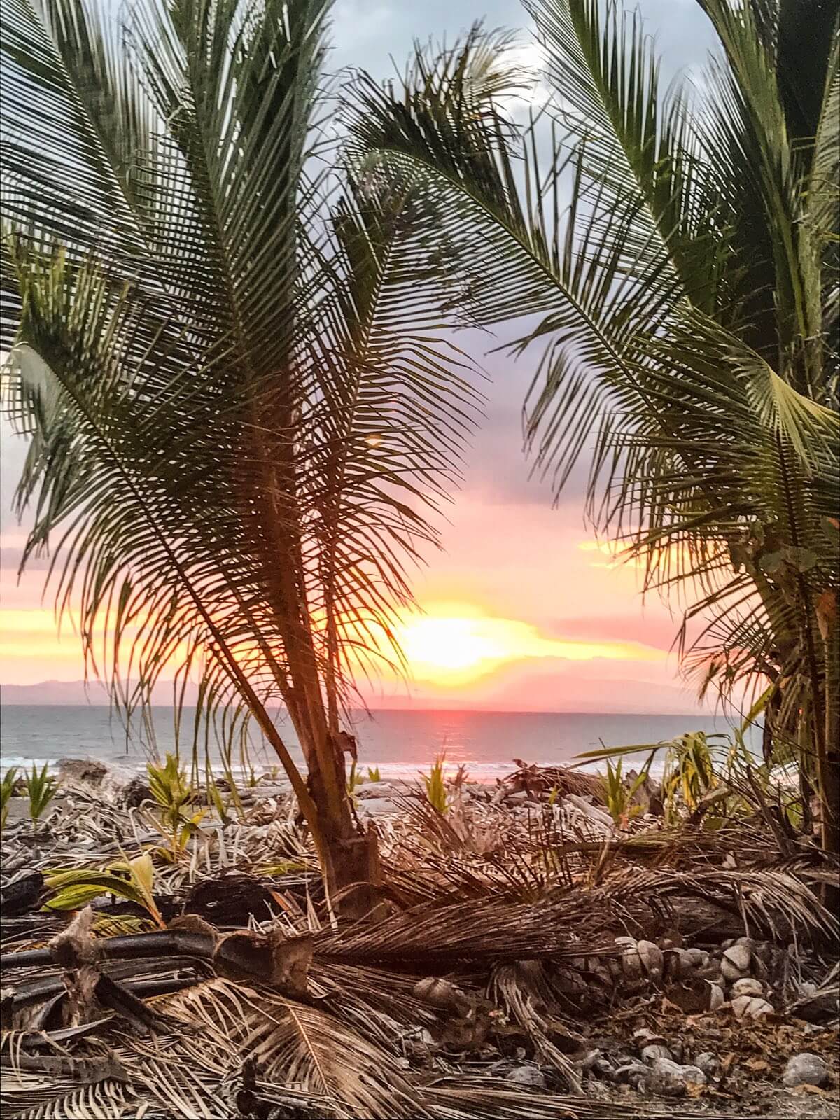Sunset between 2 palm trees in Zancudo, Costa Rica