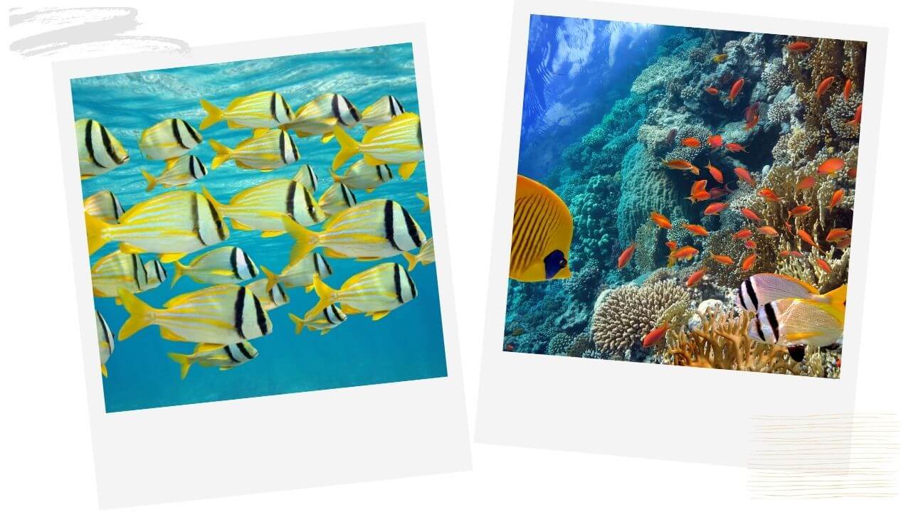 Snorkeling in Maui