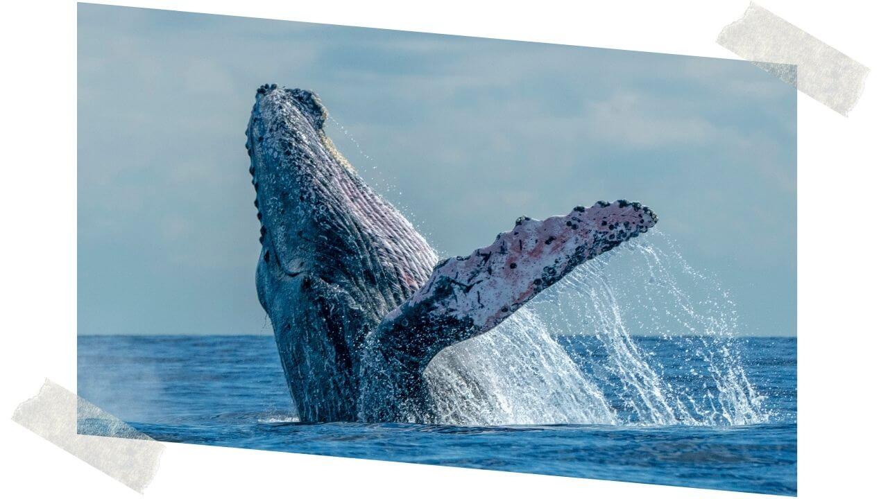 Whale watch Maui activity 
