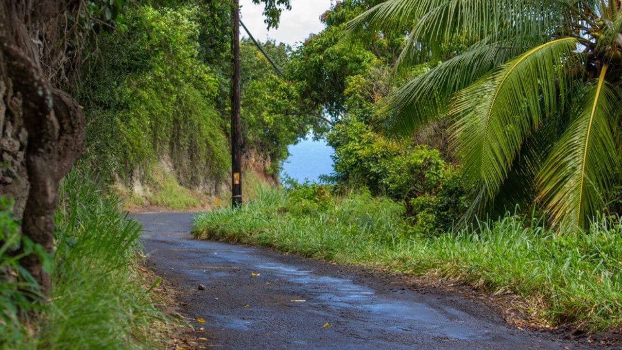 The back road to Hana lined with palm trees
