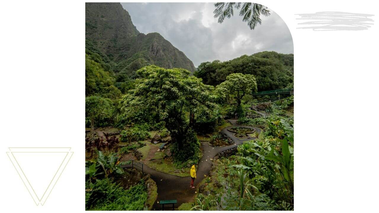 The taro exhibit in Iao Valley Maui
