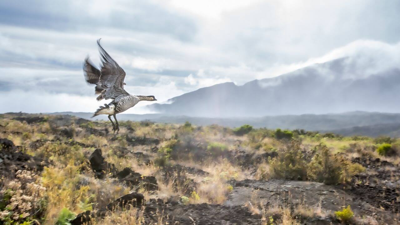 Nene goose inside Haleakala National Park Maui