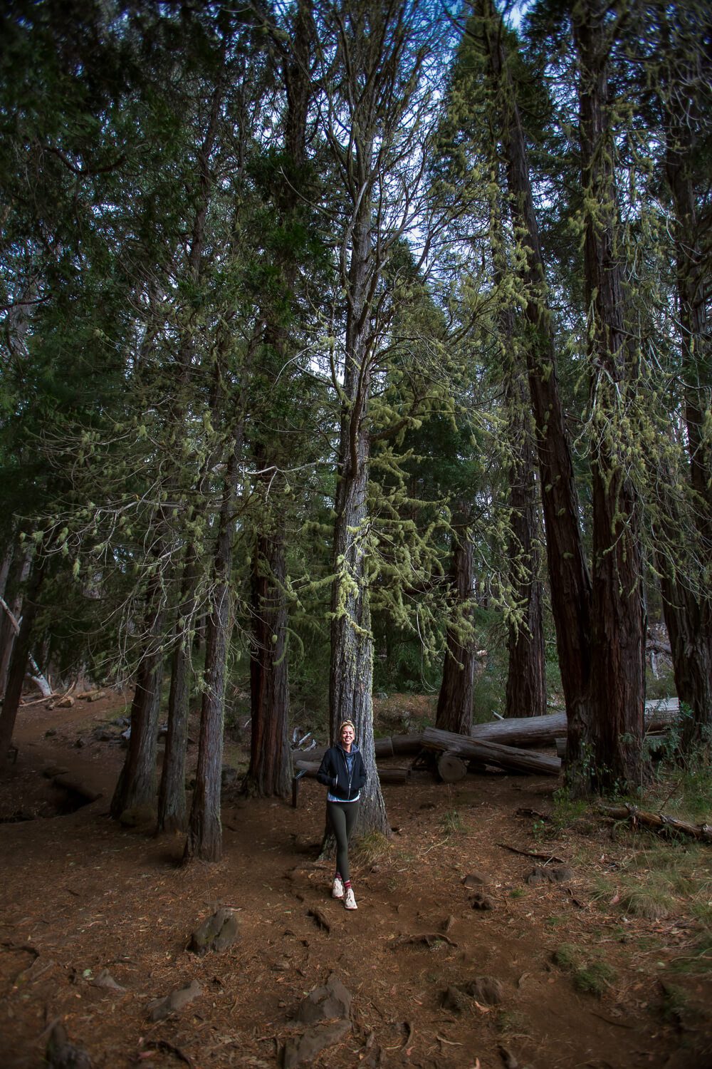 Hiking the Hosmer Grove Hike