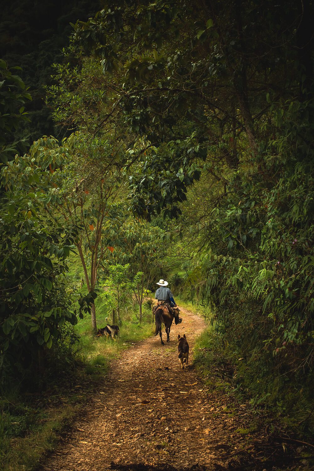 A colombian Cowboy in Jardin Colombia