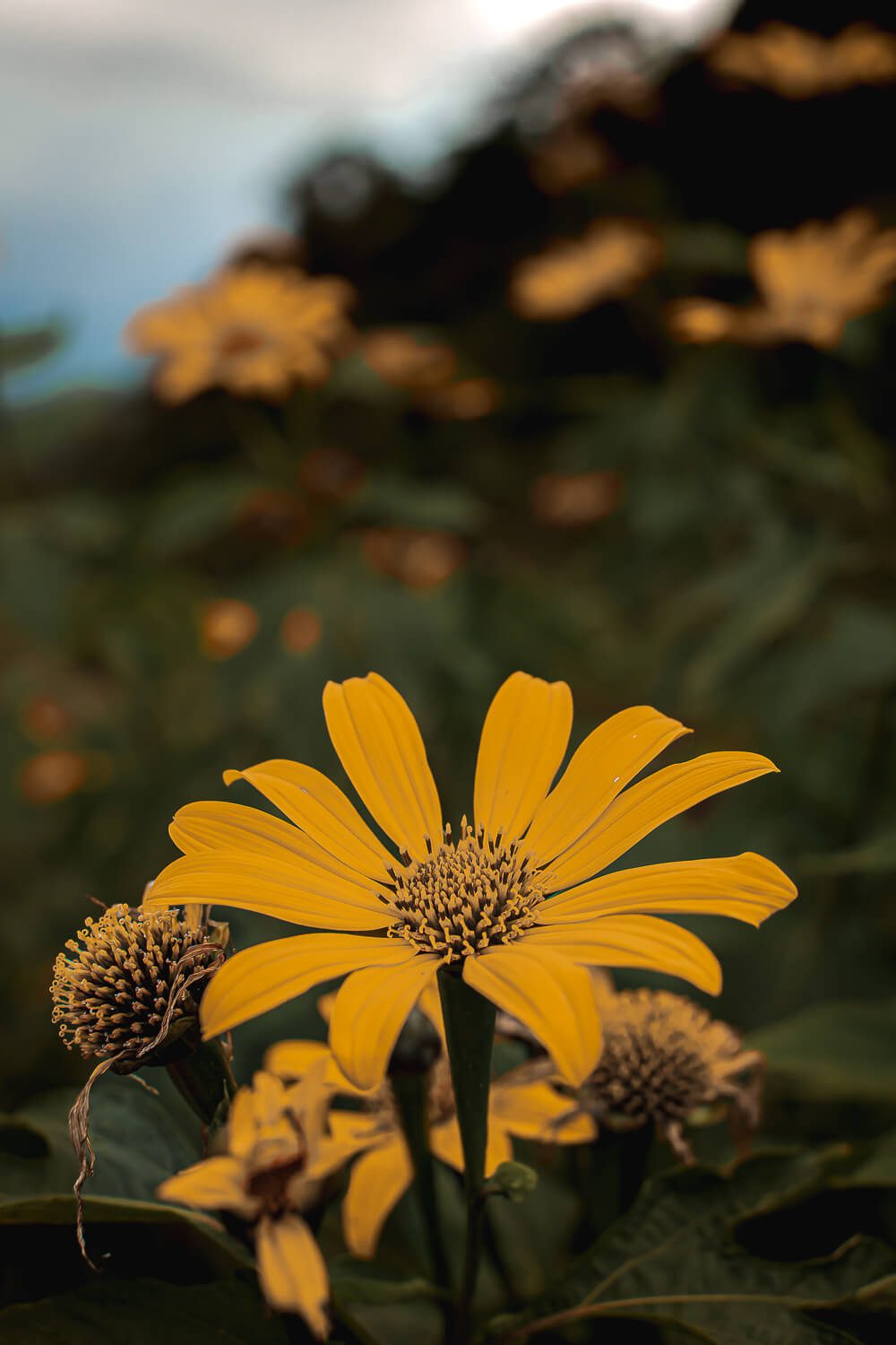 A beautiful flower on the trail to the cave of splendor