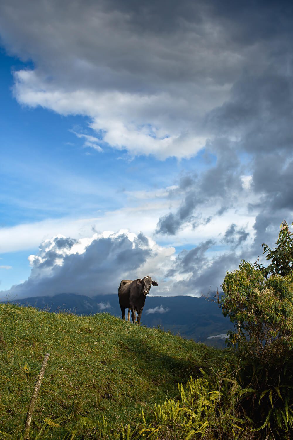A cow on the hike to cave of splendor in Colombia