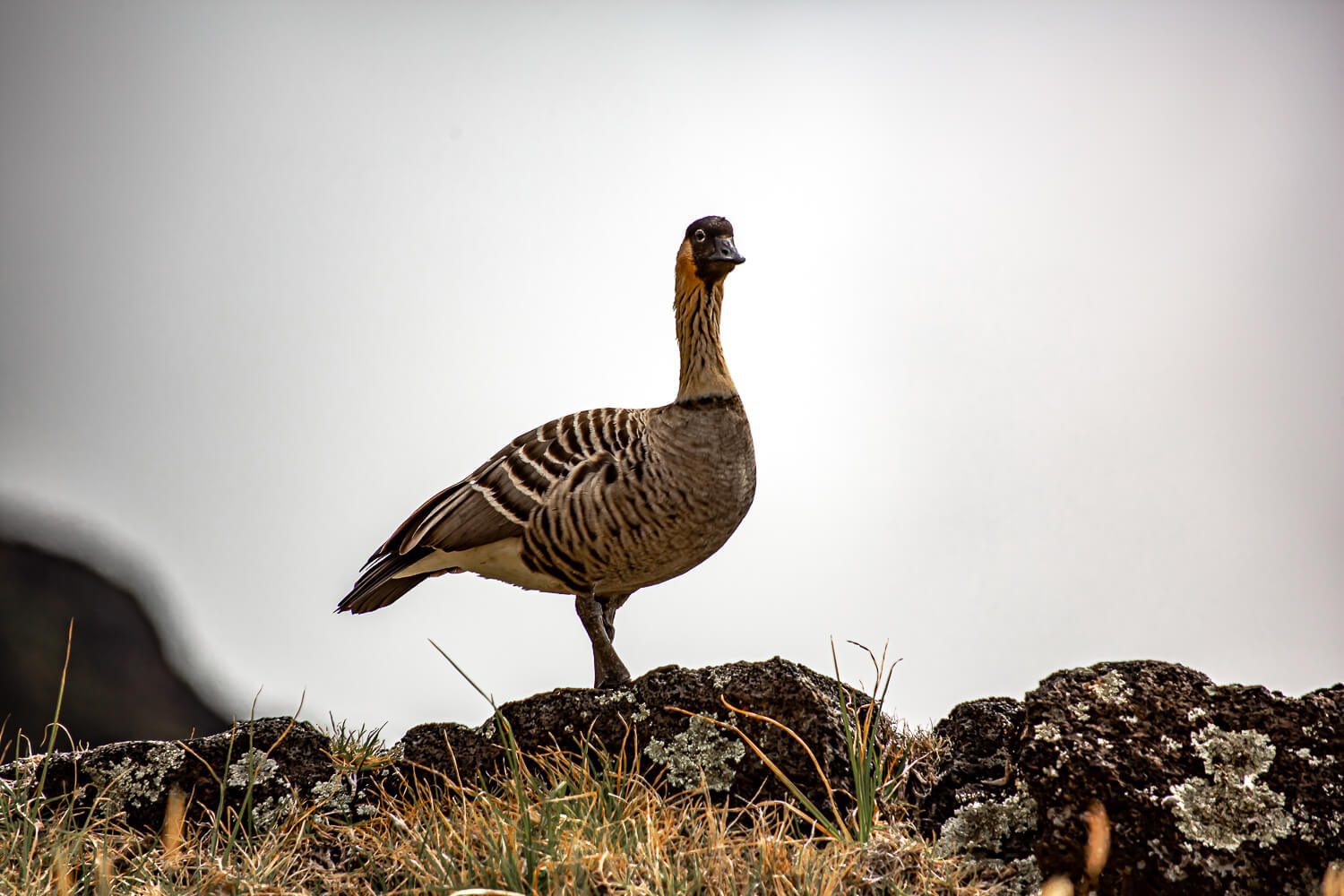 The Nene goose inside Haleakala Crater