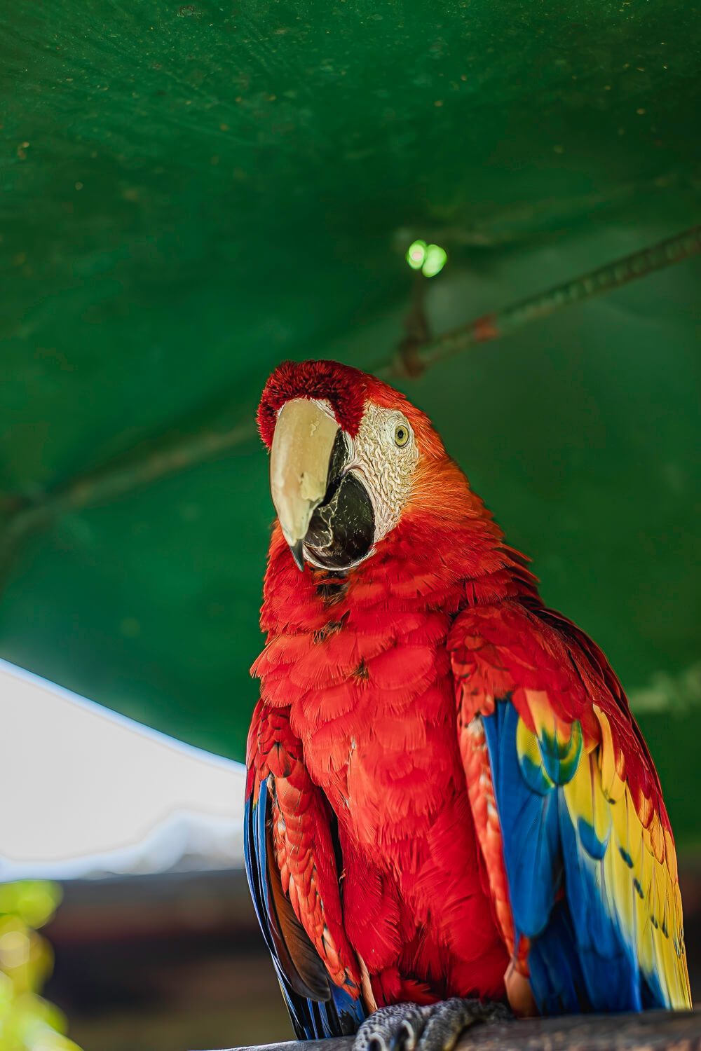 Birds inside the Mayan Hotel in Chichi