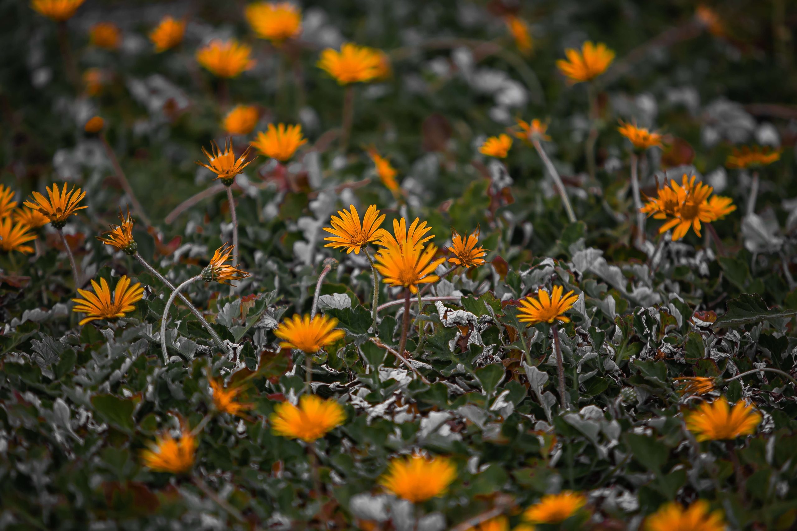 Flowers on the Hosmer Grove Trail in Maui