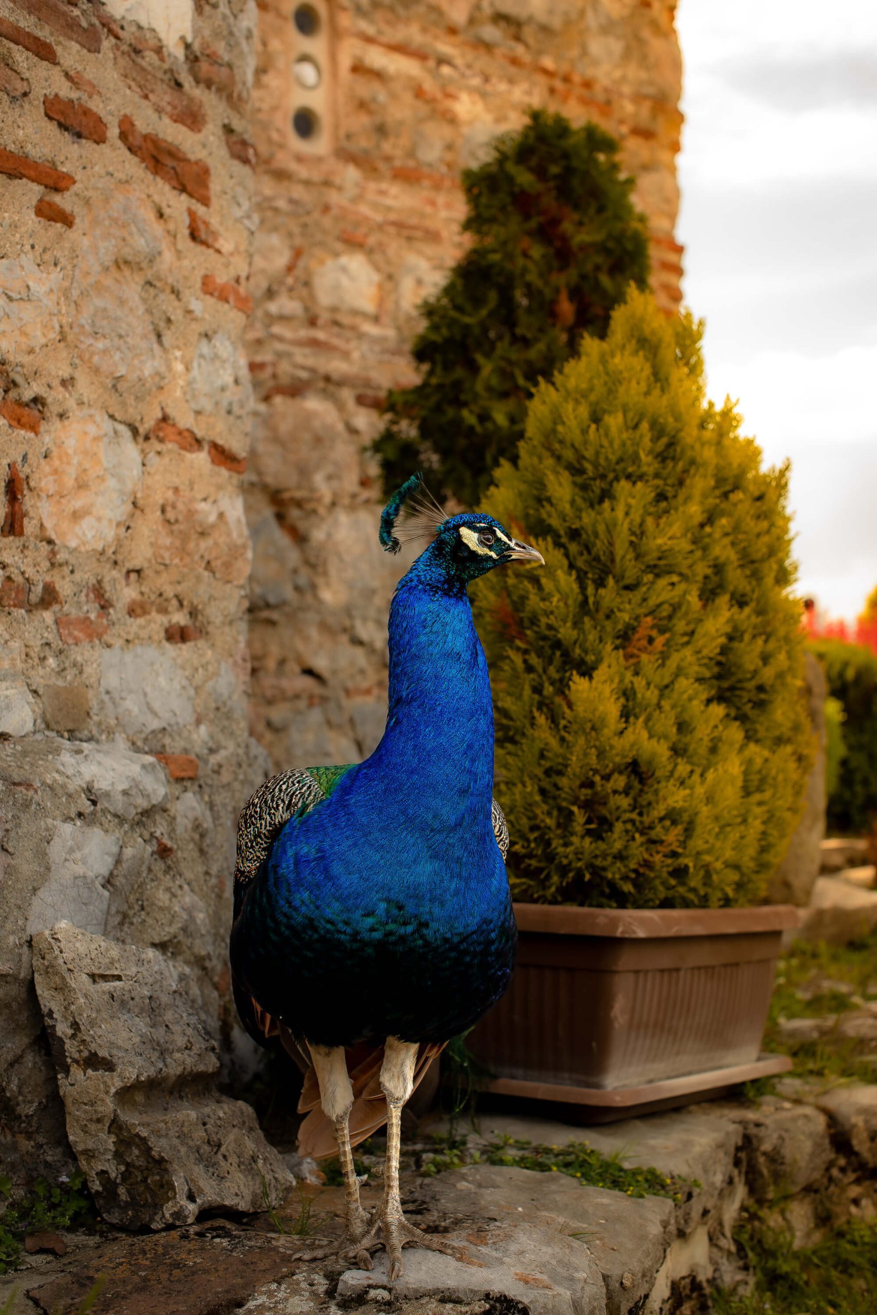 Peacock at the St Naum Monastery