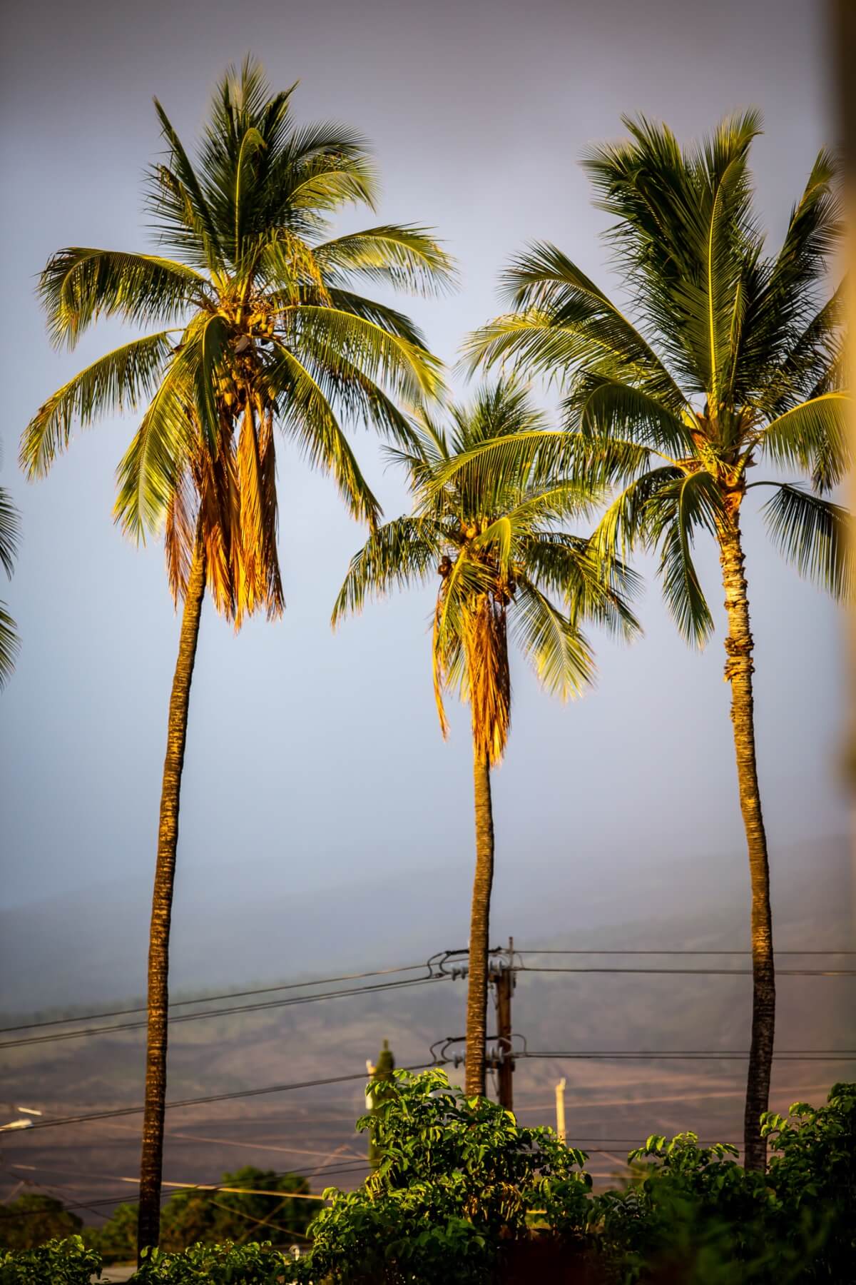 Palm trees on Maui